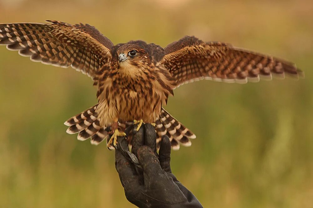 Семейство соколиных кречет. Хищная птица отряда соколиных 7. Сапсан птица. Сокол пустельга. Хищная птица отряда соколиных 7.