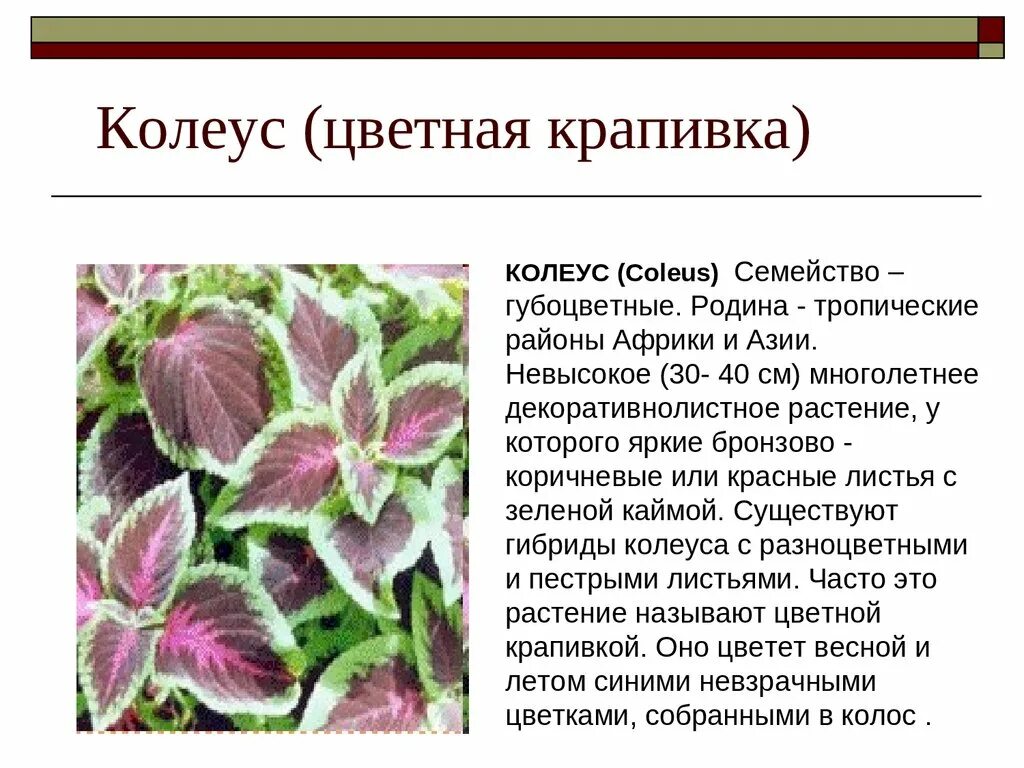 Какую температуру выдерживает колеус на улице. Колеус стебель. coleus volcano колеус. колеус листорасположение. побег растения колеуса.