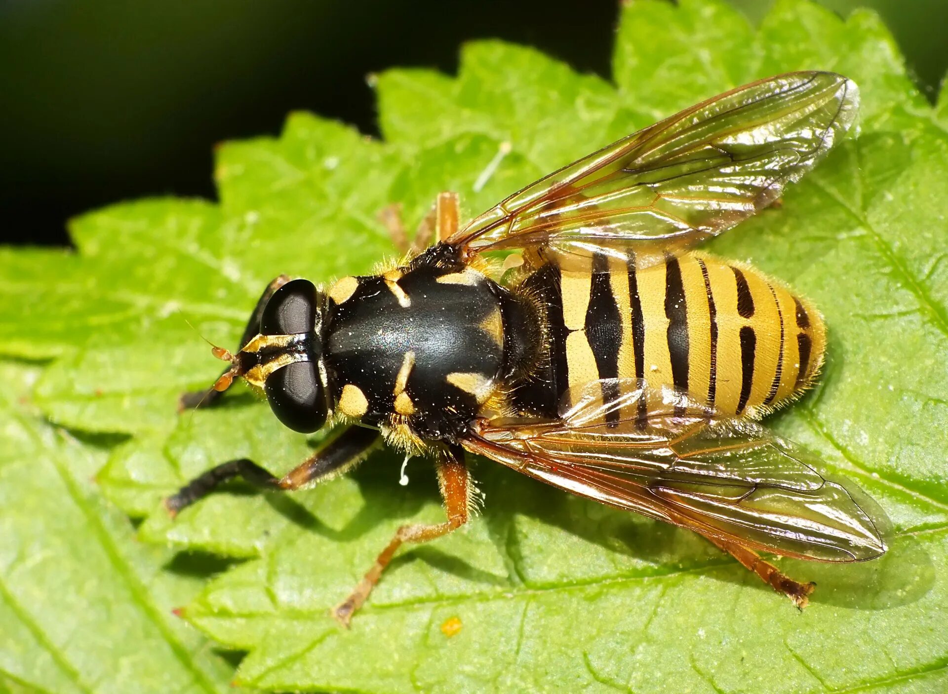 Ослиная оса. Перепончатокрылые насекомые. Пчела. Шершень крымский черный. Асы осы.