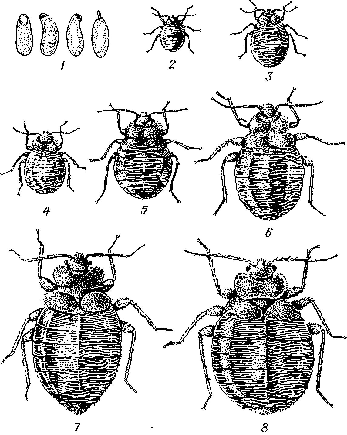 Имаго постельного клопа. Постельный клоп Cimex lectularius (личинки, нимфы). Стадии развития личинки клопа. Постельный клоп яйцо личинка Имаго. Личинка постельного клопа строение.