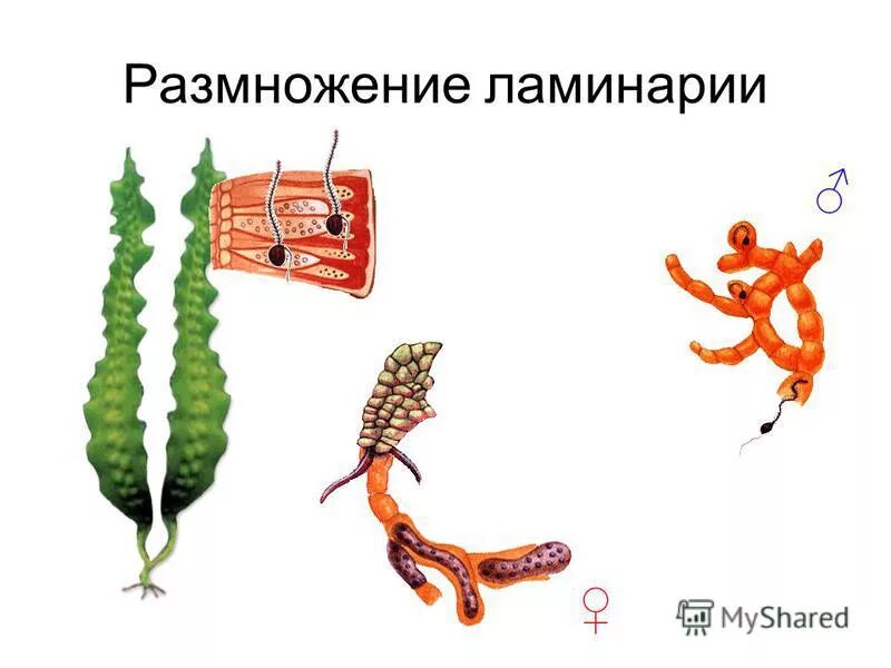 Ламинария какое оплодотворение. Ламинария какое оплодотворение. Бурая водоросль ламинария цикл развития. Цикл размножения ламинарии. Размножение бурых водорослей схема.