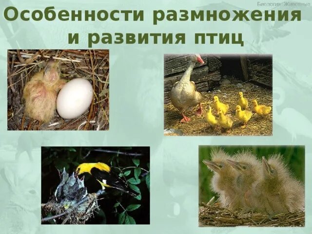 Размножение птиц. Особенности развития птиц. Развитие птиц 3 класс. Особенности размножения и развития птиц.