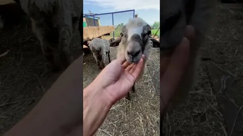 Барашек рокки
