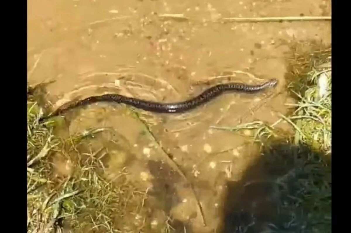 Гадюки плавают в воде или нет. Гадюка плавает в воде.
