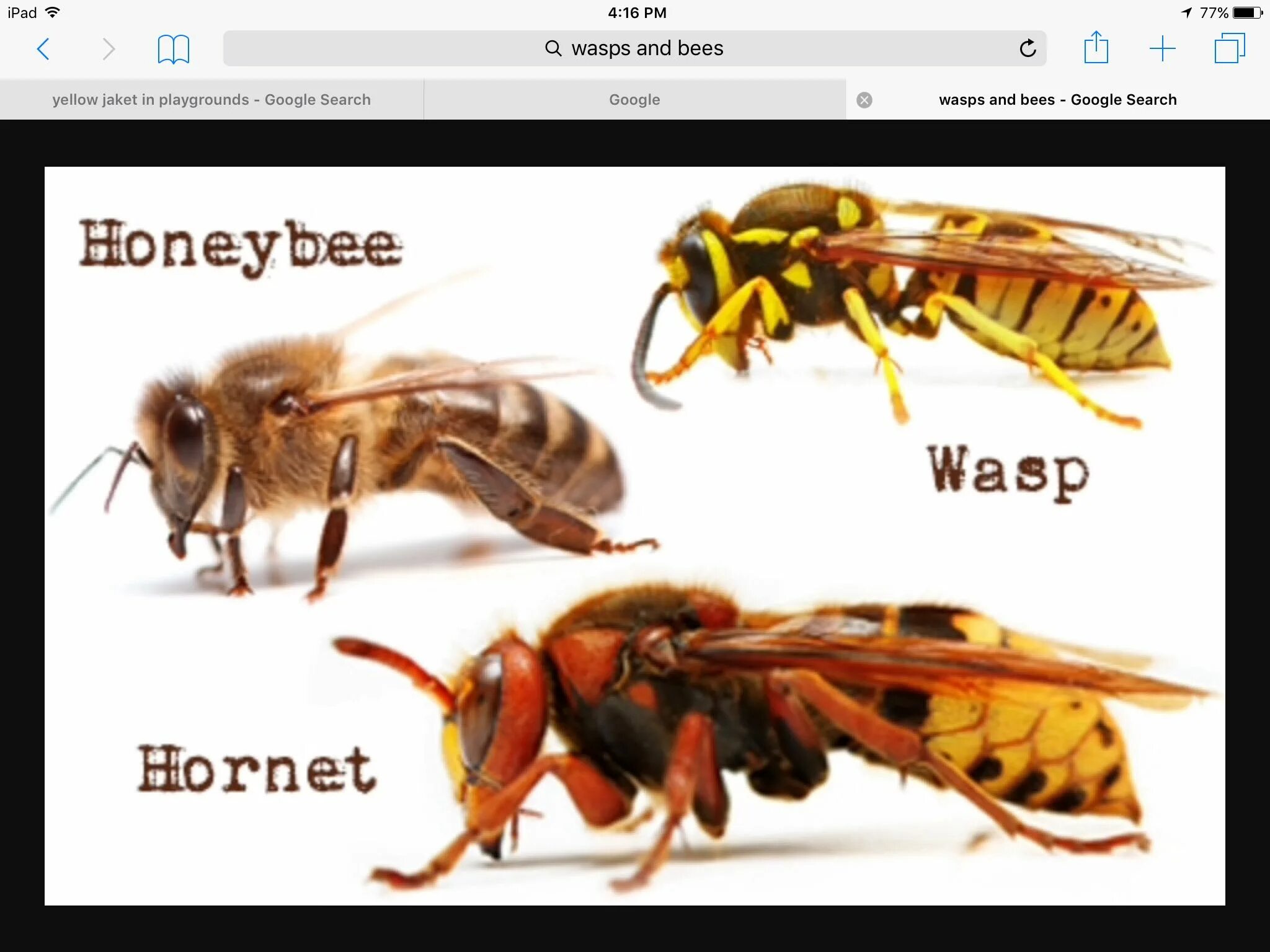 Bee and wasp. Bee and wasp. Осы перевод на русский. Осы перевод на русский. Wasp vs bee.