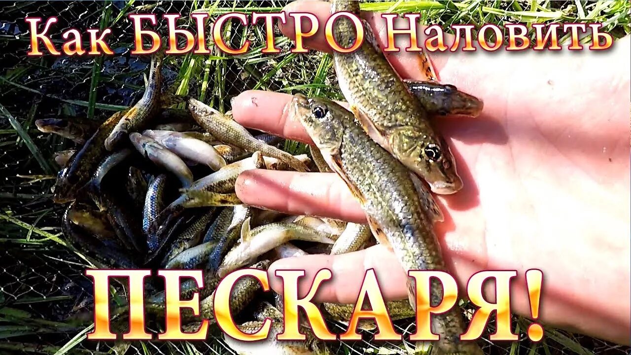 На что ловить пескаря Где ловить пескаря
