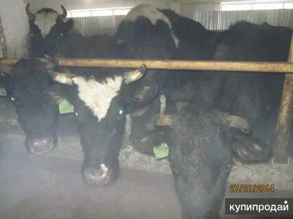 За сколько продают коров