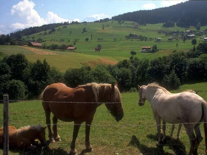 флора и фауна франции. животные франции. животный мир франции. национальные парки вануаз франция. горная серна.