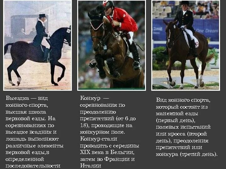 Конный спорт доклад. Виды конного спорта список. Какой вид спорта не относится к конному. Какой вид спорта не относится к конному. Конный спорт презентация.