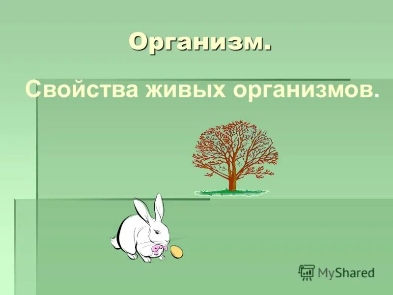 Общими свойствами живых организмов являются. Свойства не живых организмов. Свойство живых организ. Живые свойства живых организмов. Свойства живых организмов 7 класс.