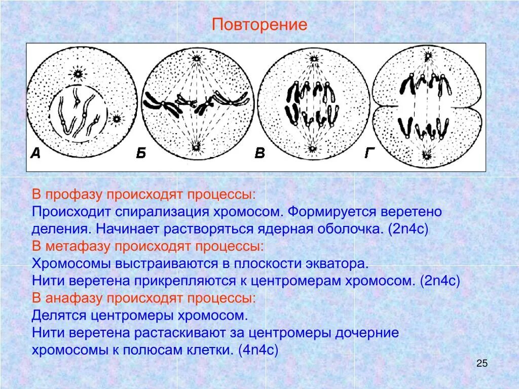 Формирование экваториальной плоскости происходит в