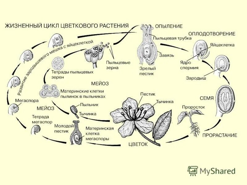 Образование зиготы у покрытосеменных. Цикл развития покрытосеменных схема. Жизненный цикл покрытосеменных схема. Цикл развития покрытосеменных растений. Жизненный цикл покрытосеменных растений схема.