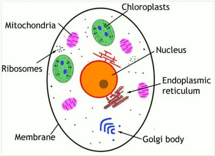 Define cell