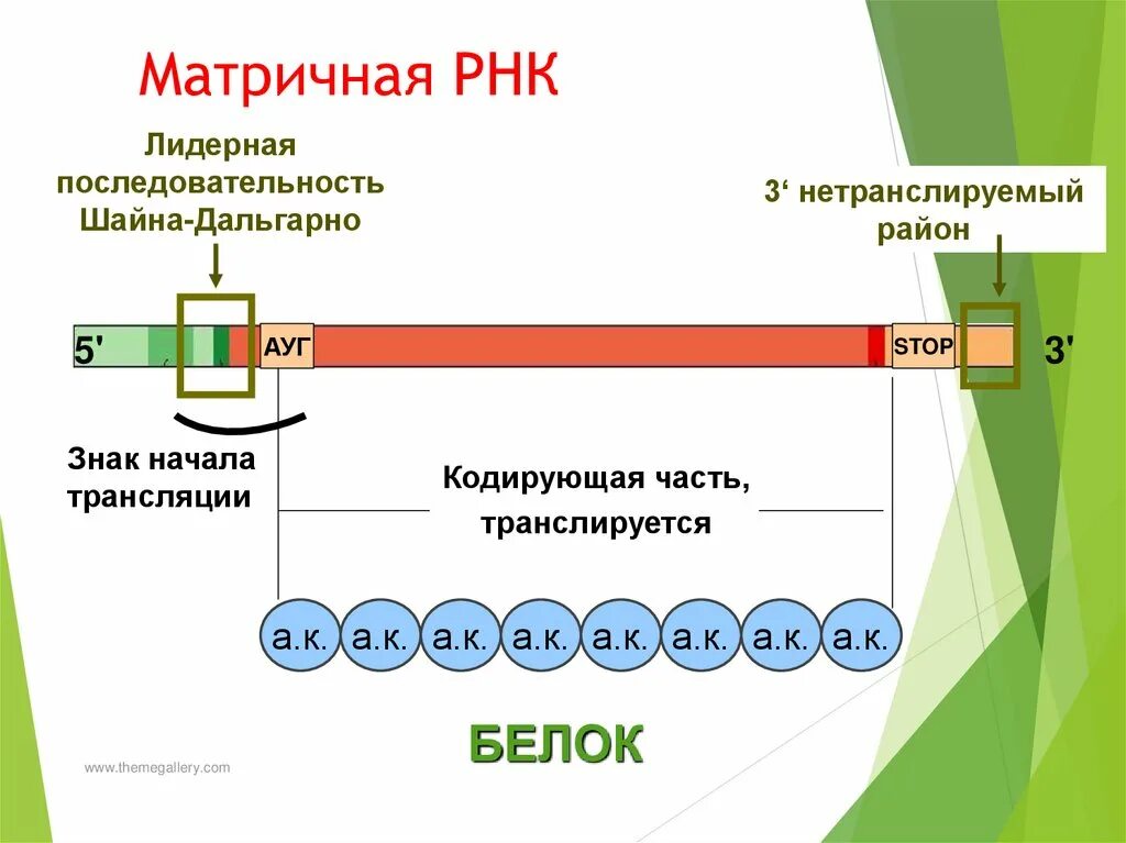 Матричную рнк транскрибирует. Матричную рнк транскрибирует