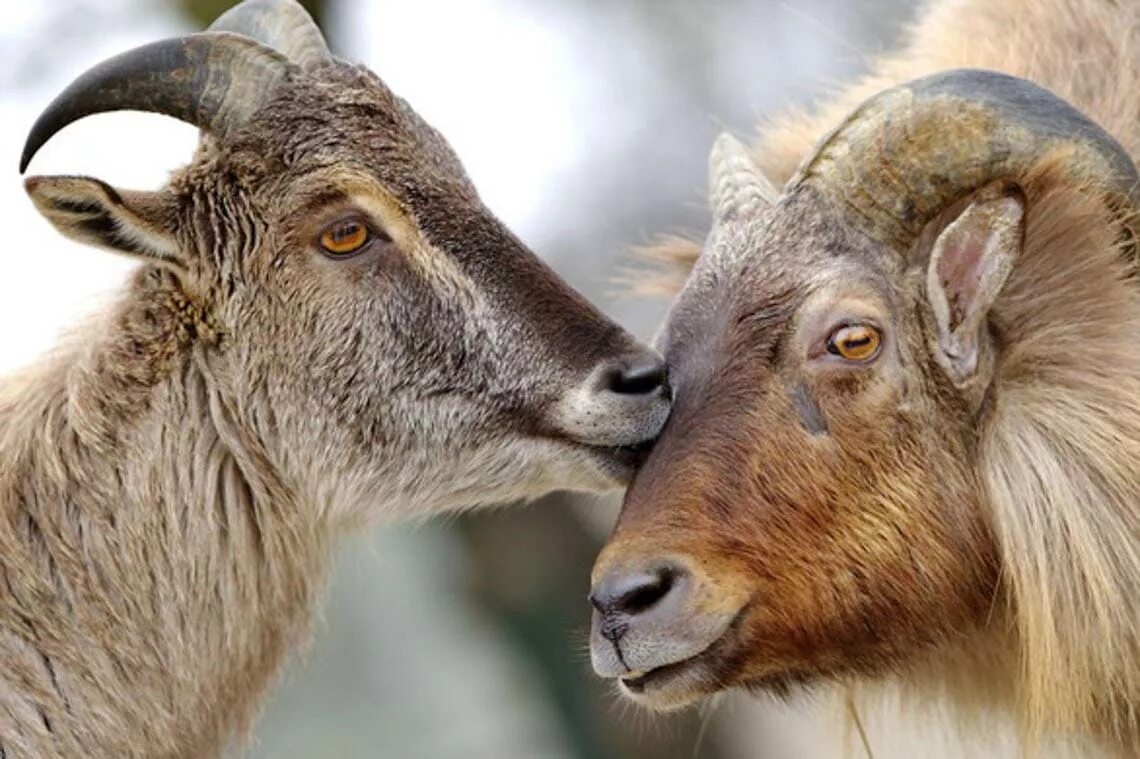 Animal couple. Животные пары. Любовь животных. Милые пары животных. Смешные пары животных.