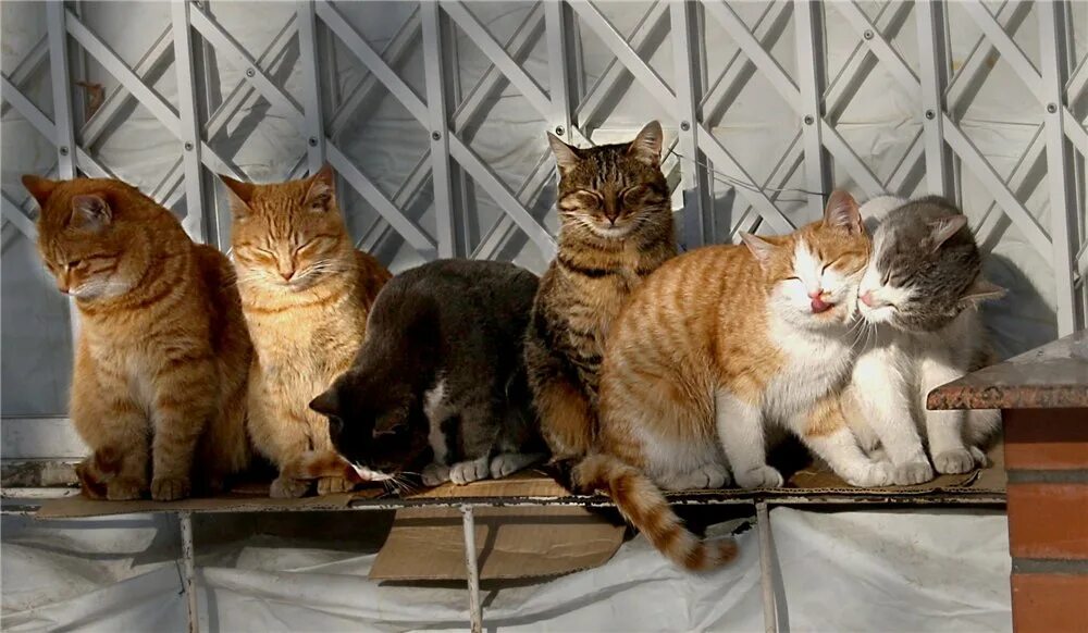 Кошки их жизнь. Кошачья жизнь. строй из котов. фото из жизни одной кошки. как живут коты фотографии.