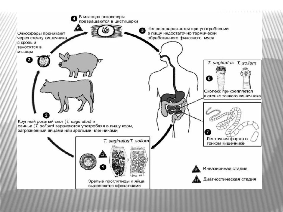 Стадии развития цепня. Жизненный цикл бычьего цепня схема. Свиной цепень жизненный цикл. Жизненный цикл бычьего цепня. Стадия жизненного цикла бычьего цепня инвазионная для человека.