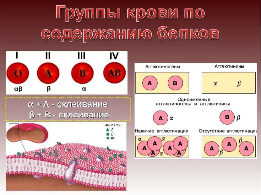 Переливание белков. Переливание белков