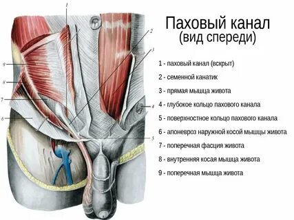 Паховые мышцы