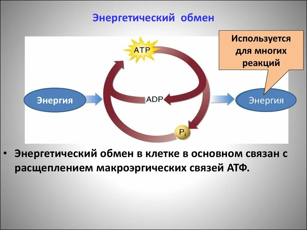 Схема процессов энергетического обмена. Энергетический обмен веществ схема.