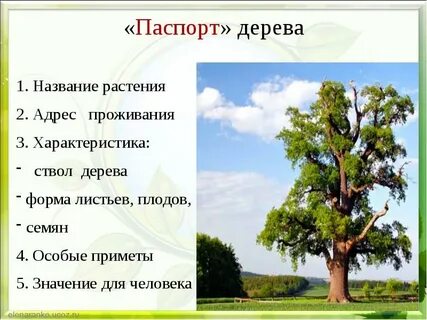 Деревья 2 класс окружающий