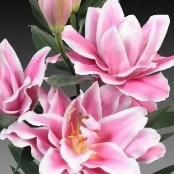 Pin by Wisteria on Floral Types of lilies, Bloom, Flowers