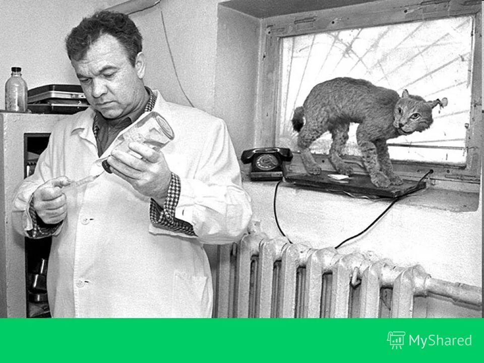 ветеринарная клиника на нартова нижний новгород. ветеринария в годы войны. врач ссср. советские ветеринарные клиники. саратовский зоотехническо-ветеринарный институт.