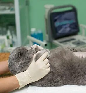 Стерилизовать кошечку