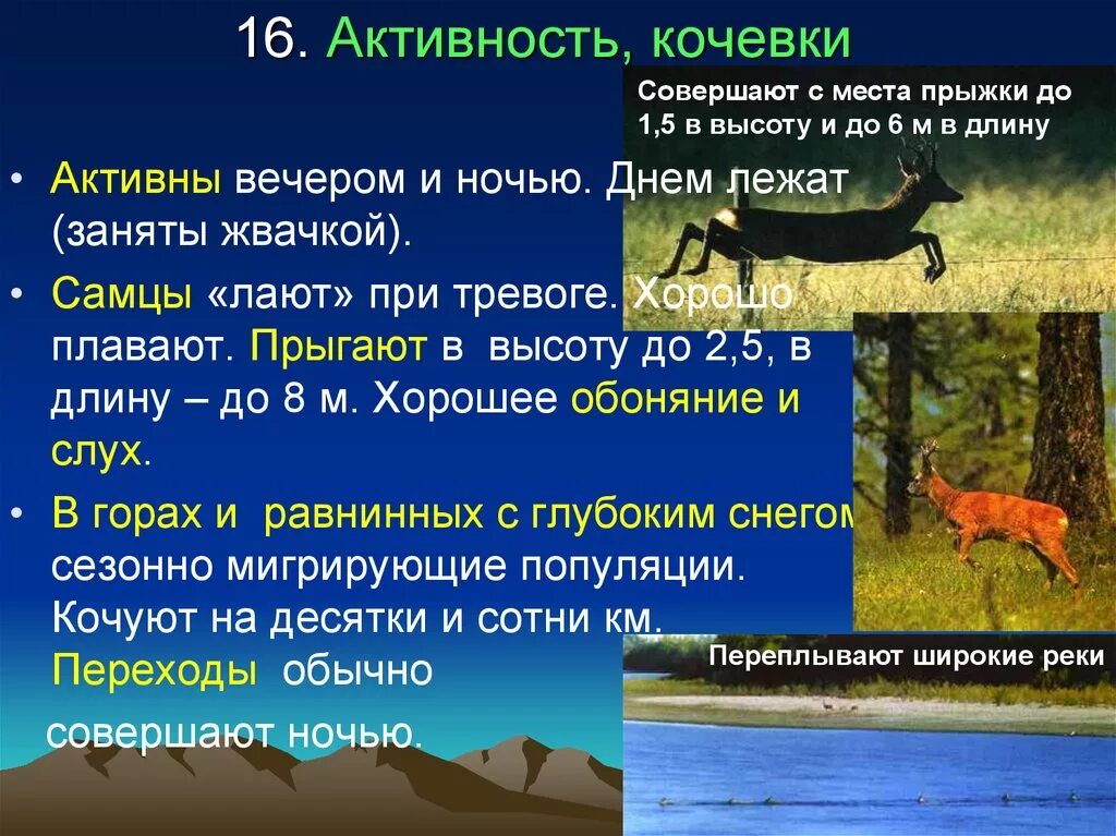 Активность животных определяют как. Кочевки животных. высота прыжка косули. кочевки в биологии что это. сезонные кочевки это.