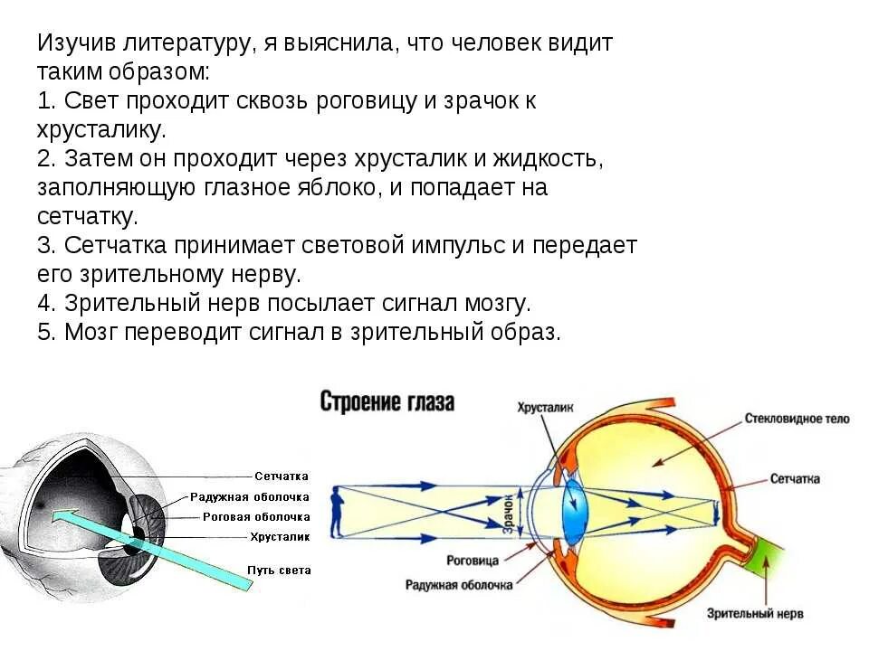 На сетчатку глаза человека падает