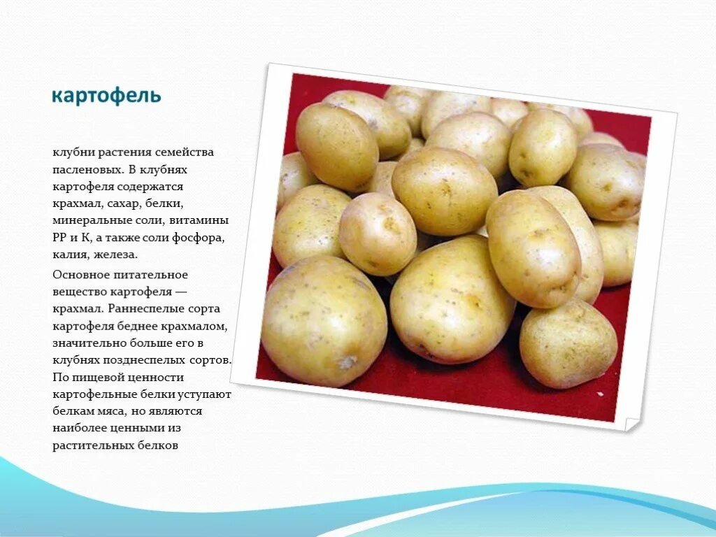 Сколько белка содержится в картофеле. Семейство Пасленовые картофель. Клубень картофеля. Картофель содержание веществ. Картофельный клубень.