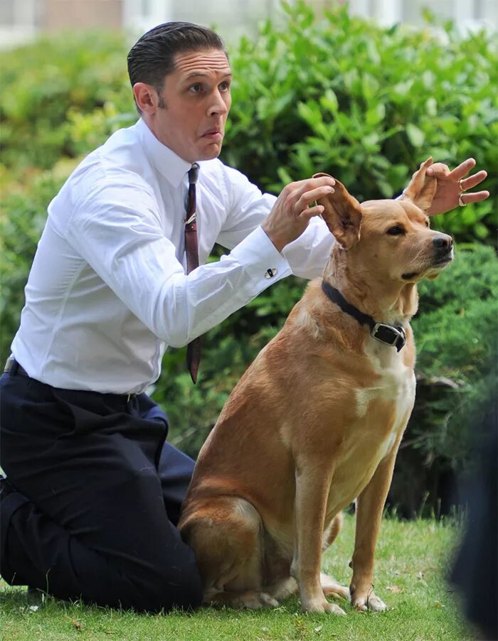 Собака тома харди. Том Харди и его собаки. Том Харди с собакой.