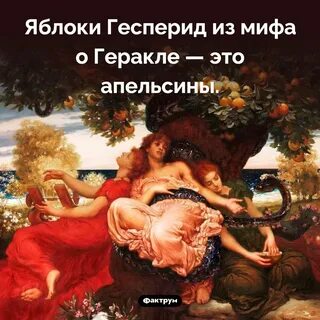 Какое свойство имели яблоки гесперид