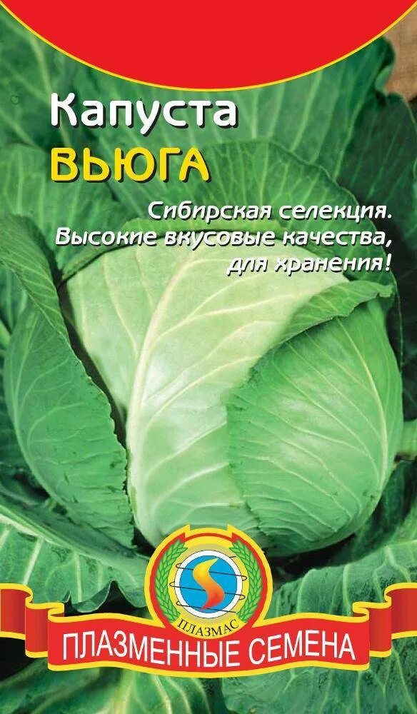 Семена капусты. Семена капусты белокочанной. Капуста белокочанная вьюга. Капуста семена для Сибири. Капуста вьюга описание сорта