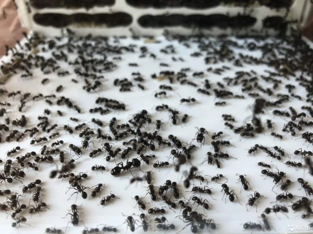 Мessоr structоr (мурaвeй-жнeц);. Мessоr structоr (мурaвeй-жнeц);. Деревянный формикарий для муравьев. Чистогорский свинарник. Ферма матки.