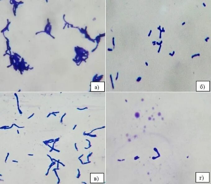 Бифидобактерии в кале. Лактобактерии окрашенные метиленовым синим. Лактобактерии микроскопия. Окраска метиленовым синим микробиология. Кокки мазок микроскопия.