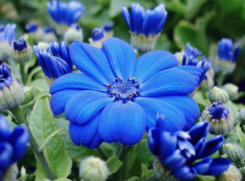 Садовый цветок синий. Крестовник голубой. Рута голубая многолеток. Цинерария гибридная. Синенькие цветочки однолетки.