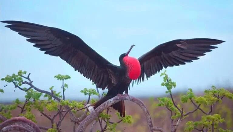 Meet 15 unique animals that you'll have a hard time believing are real