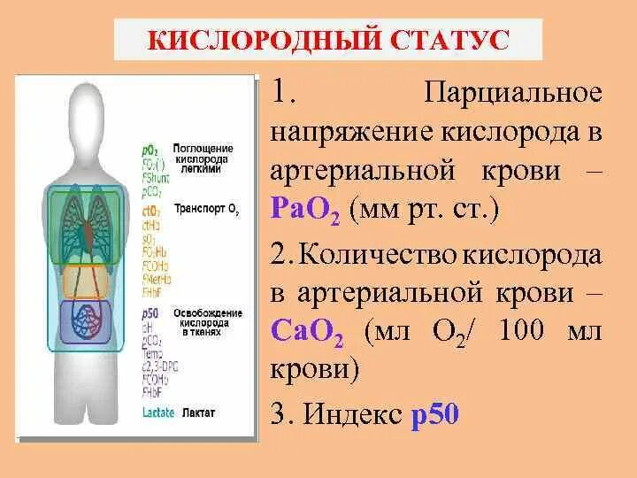 60 кислорода. Содержание кислорода в крови. Анализ на кислород в крови. Норма кислорода в крови человека. Кислород крови у человека.