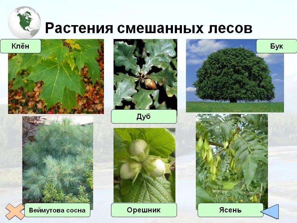 Растения смешанных и лиственных лесов. Широколиственный лес растения. растения смешанных и широколиственных лесов. растенмясмешанных лесов. растительность в смешанных лесах.