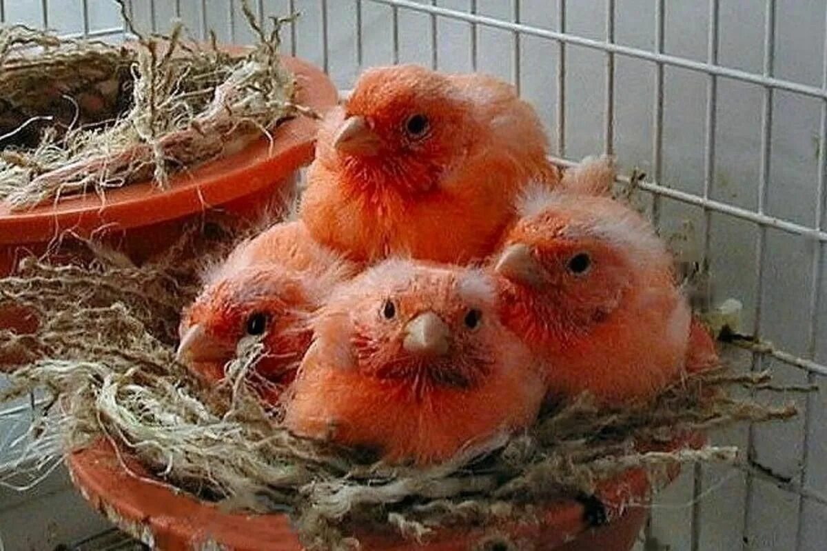 Птенцы канарейки. Канарейки домашние. Гнездо для канарейки. Птенцы красного кенара.