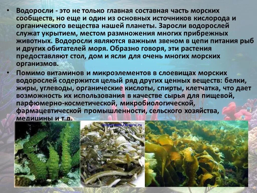 Значение донных водорослей в природе назовите. Водоросли. Водоросли это. Доклад про водоросли. Ламинария доклад.