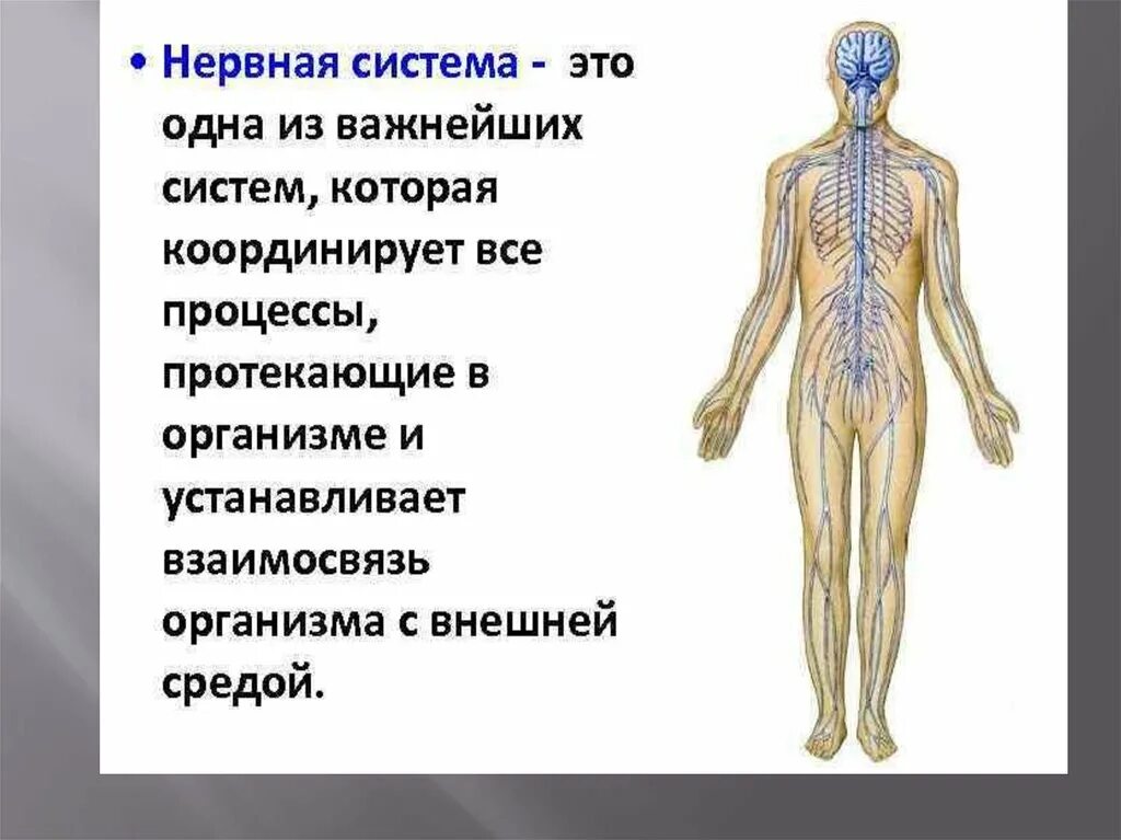 Функция нервной системы заключается в. Перечислите функции нервной системы 8 класс. функции нервной системы человека 5 класс. презентация нервная система человека функции. функции нервной системы человека 8 класс.