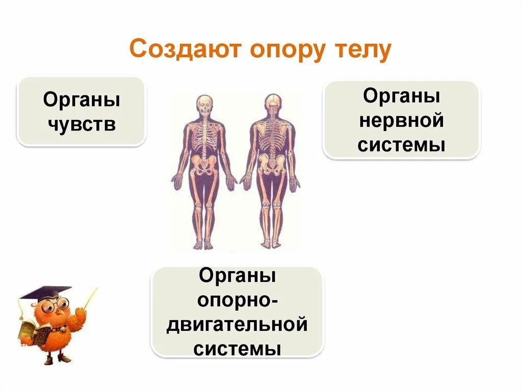 Структура строения тела человека. Общий план строения тела человека. Системы организма человека органы чувств. Окружающий мир строение тела человека. Любой орган в организме