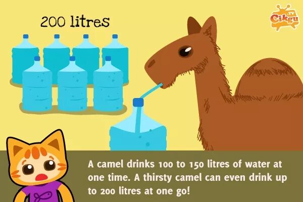 The camel was very thirsty. Camel Drink. Camel Water. 200 Liters of Water. Camel joke.