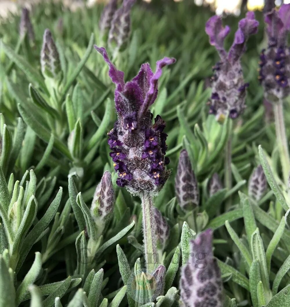 Лаванда бандера дип. Лаванда бандера дип роуз. Лаванда узколистная бандера дип роуз. Лаванда бандера дип роуз. Лаванда (lavandula) «bandera purple».