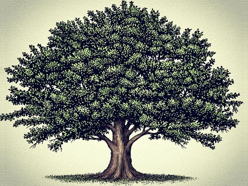 Tree to tree. Киаат дерево. дерево tamanu tree. дерево рисунок. красивый дуб.