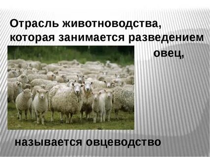 Отрасль животноводства занимающаяся разведением