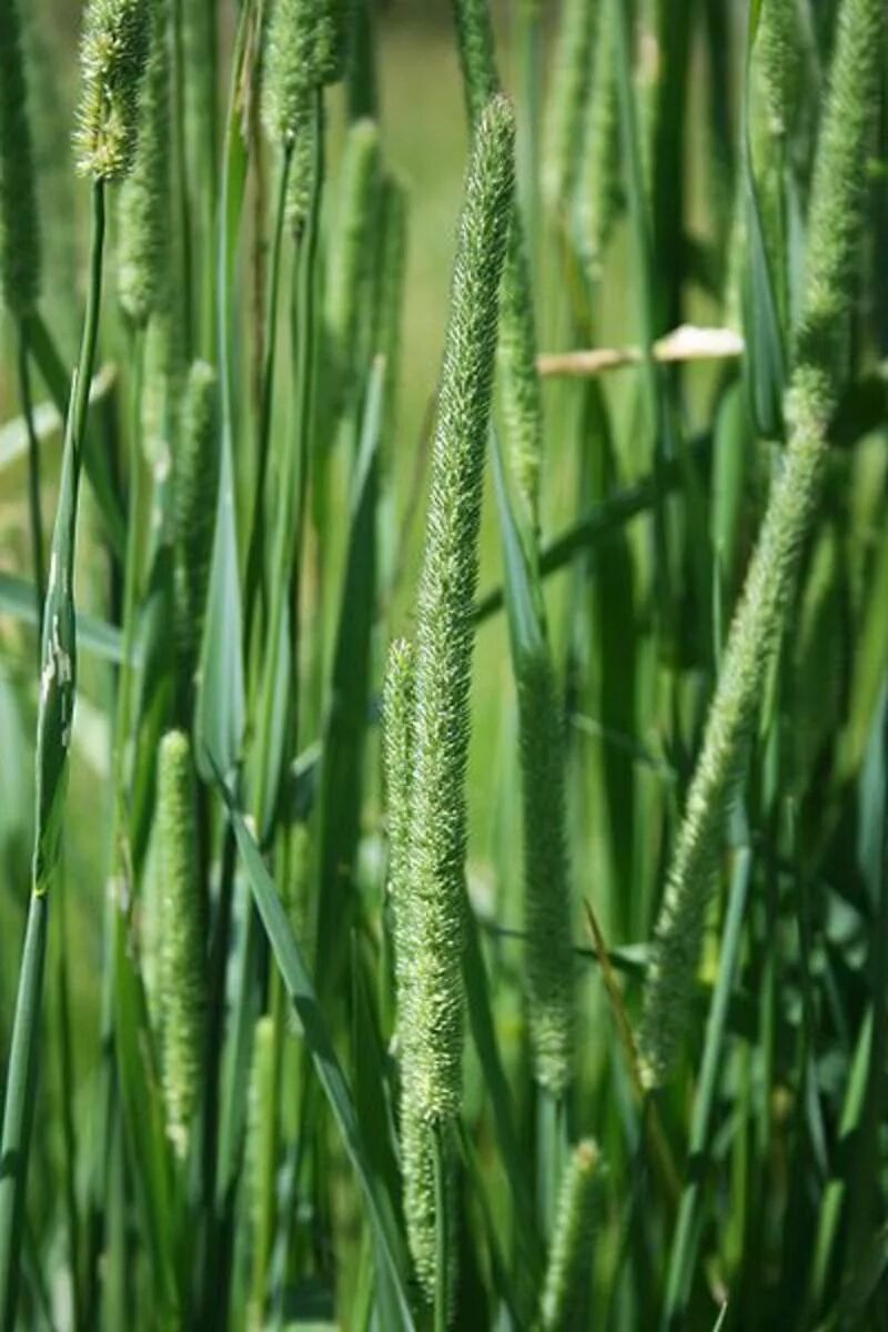 Тимофеевка Степная (Phleum phleoides). Тимофеевка Ленинградская 204. Тимофеевка Луговая Ленинградская 204. Растение Тимофеевка Луговая. Как выглядит тимофеевка