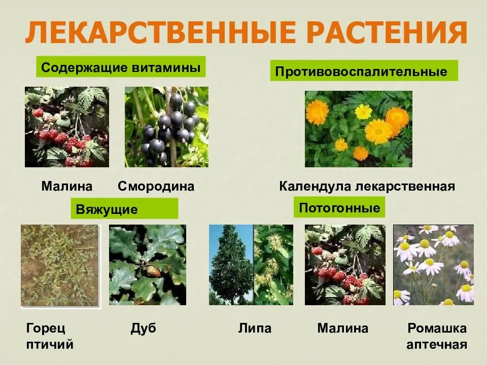 Лечебные растения. Лекарственные растения названия. Лекарственные кустарники. Назовите лекарственные растения.